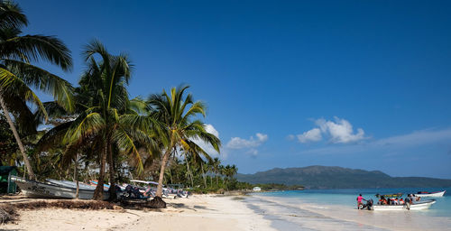 Palm trees on beach against blue sky