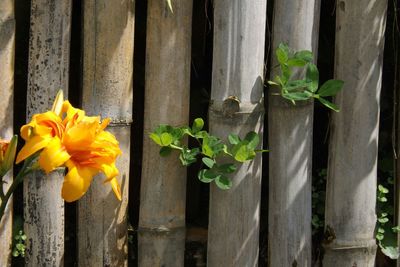 Close-up of yellow flower