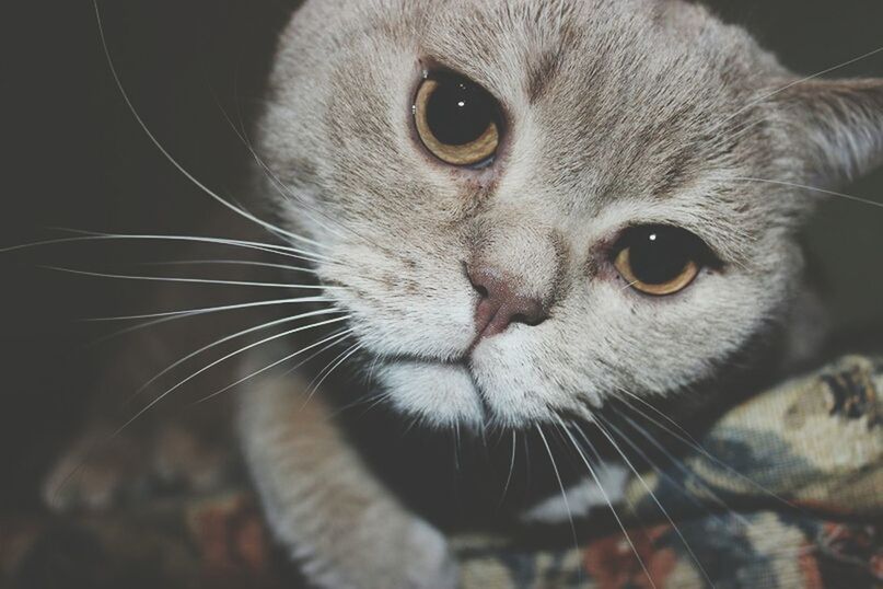 animal themes, one animal, pets, domestic cat, mammal, domestic animals, cat, whisker, portrait, feline, close-up, looking at camera, animal head, indoors, animal eye, focus on foreground, alertness, animal body part, no people