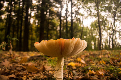 Close-up of mushroom growing on field