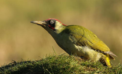 Close-up of a bird perching on a field