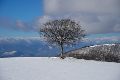 Bare tree on snow covered field against sky