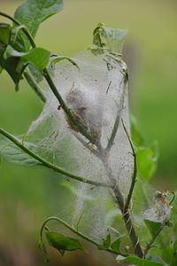 Close-up of insect on plant