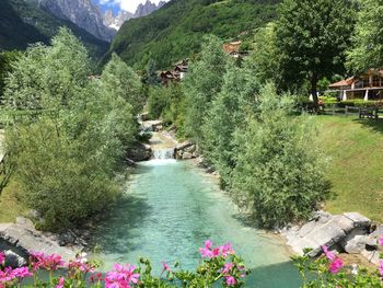 Scenic view of river amidst green plants