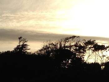 Silhouette of trees at sunset