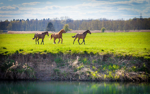 Horses in a field at a river