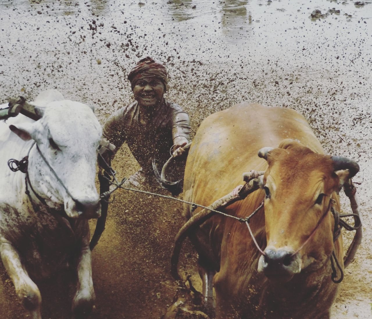 horse, domestic animals, animal themes, livestock, mammal, outdoors, one person, field, day, portrait, looking at camera, real people, standing, one animal, rural scene, nature, people