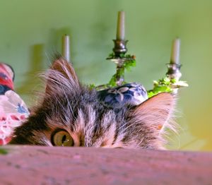 Close-up portrait of a cat