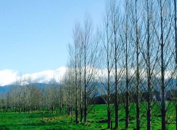 Bare trees on grassy field against sky