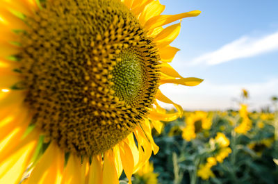 Close-up of sunflower