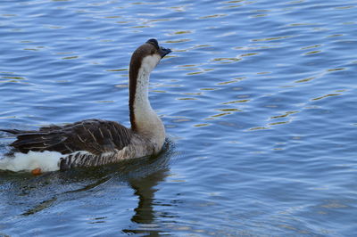 Duck swimming in lake