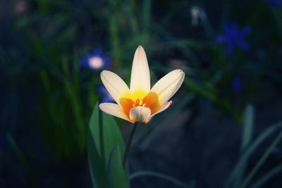 Close-up of pink flower