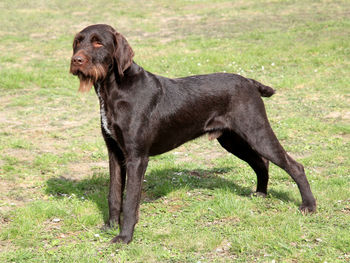 Side view of a dog on field