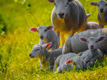 Sheep in a field