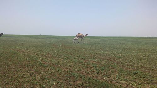 Man riding bicycle on field