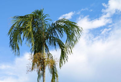 Low angle view of coconut palm tree against sky