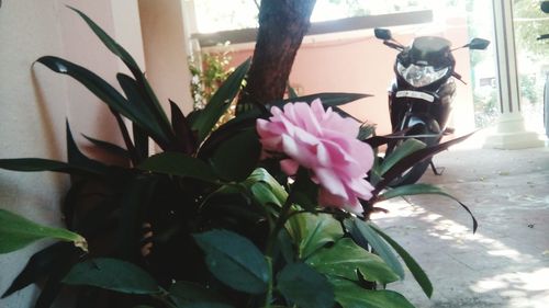 Close-up of pink flower