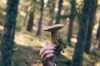 Cropped hand holding mushroom at forest