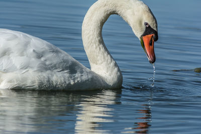 Close-up of swan in lake