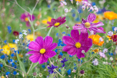 Close-up of flowers blooming outdoors