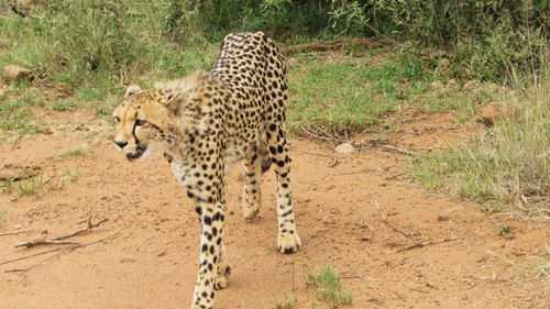 View of a cat on ground