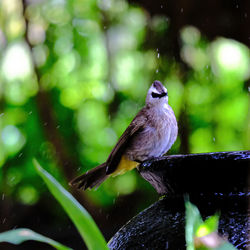 Close-up of bird perching on branch