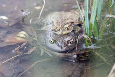 Portrait of turtle in water