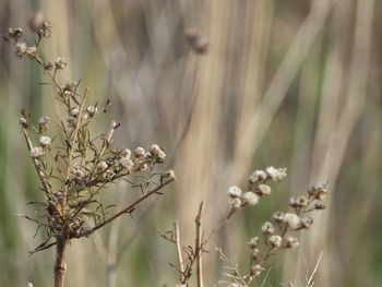 Close-up of flowering plant on field