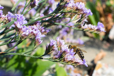 Close-up of bee pollinating on fresh purple flower