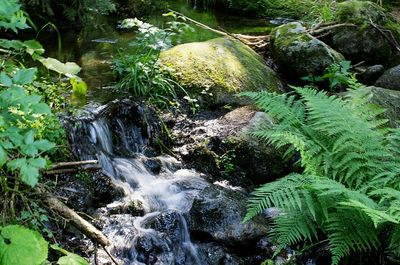 Scenic view of waterfall in forest