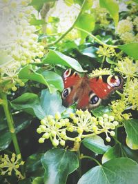 Close-up of butterfly on plant