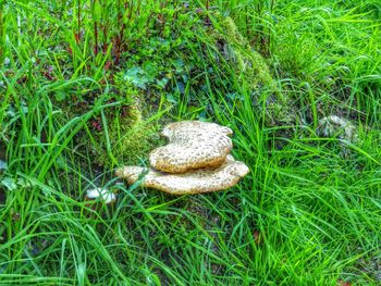 Plants growing on grassy field