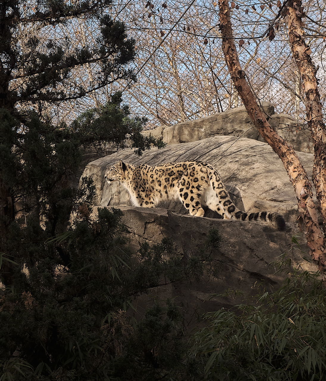 VIEW OF A CAT ON THE GROUND