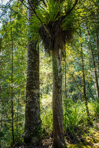 Trees in forest