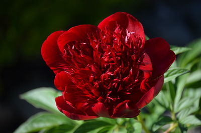 Close-up of red rose flower