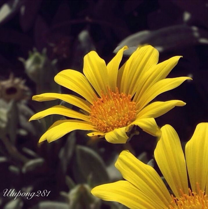 flower, yellow, petal, freshness, flower head, fragility, growth, close-up, beauty in nature, focus on foreground, pollen, nature, blooming, single flower, plant, in bloom, blossom, outdoors, selective focus, botany