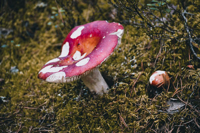 Close-up of mushroom on field