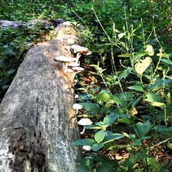 Close-up of lizard on tree trunk in forest