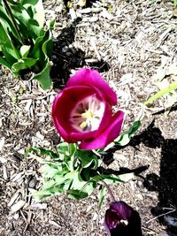 High angle view of purple rose flower on field