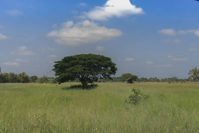 Trees on field against sky