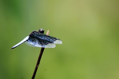 Close-up of insect on leaf