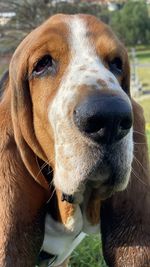 Dog Head Basset