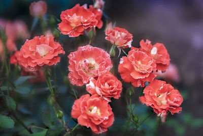 Close-up of pink flowering plants