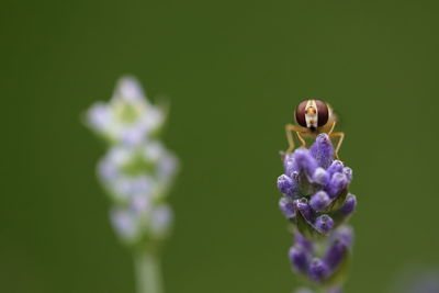 Close-up of insect on purple flower