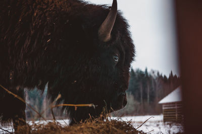 Close-up of an animal