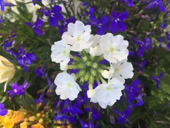 Close-up of blue flowers