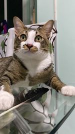 cat