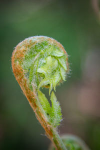 Close-up of fern bud