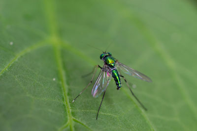 Close-up of insect on leaf