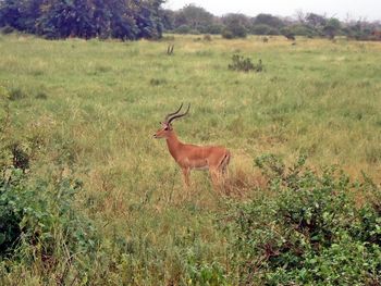 Side view of a horse on field